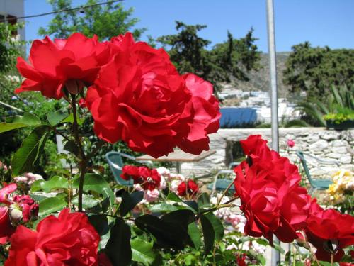 a group of red roses in a garden at Anna Studios in Katapola
