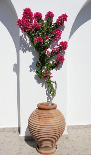 a vase with pink flowers in it sitting on the ground at Villa Happening in Imerovigli