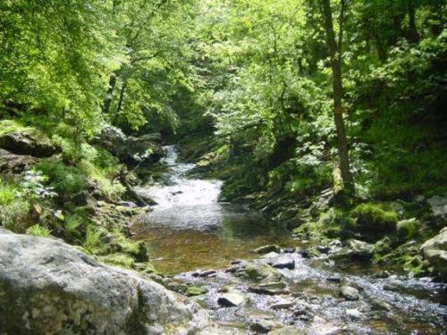 a river in the middle of a forest with trees at B&B Le Petit Normand in Jalhay