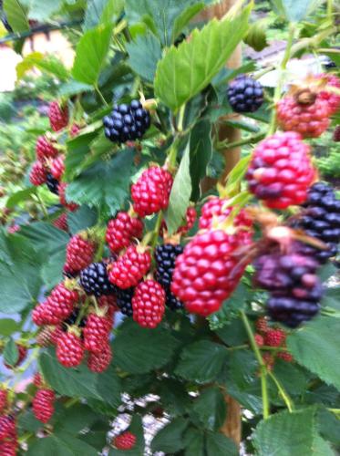 a bunch of red and black berries on a tree at Hotel Concordia in Porlezza