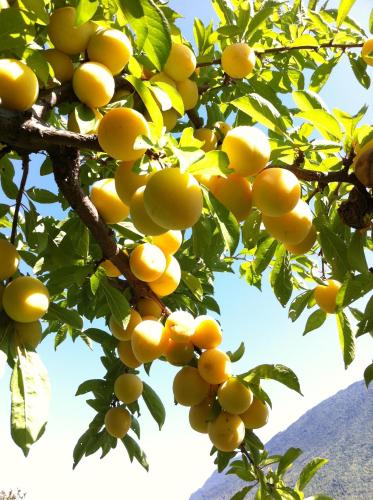 a bunch of oranges hanging from a tree at Hotel Concordia in Porlezza