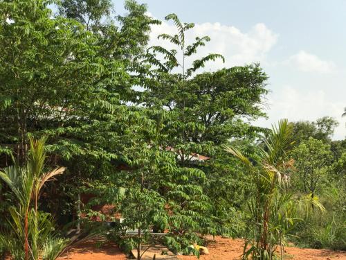 Zahrada ubytování Sunshine Resort & Spa Sigiriya