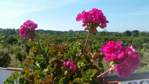 a group of pink flowers with a view of a vineyard at Villa Laura Apartment in Giardini Naxos