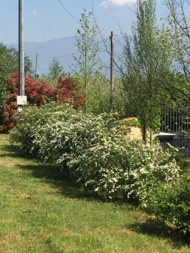 a row of bushes with white flowers in a yard at LAGO GABBIANO PODERe CASANOVA in Pistoia