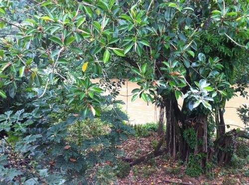 a group of trees in a garden at Flat Beira Rio in Ribeira