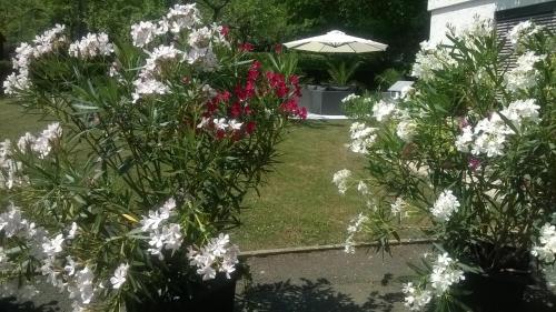 a garden with white and pink flowers and an umbrella at Gästehaus Rosl in Reifnitz