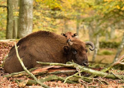 Animales en el hotel o alrededores