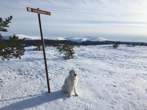 a white dog sitting in the snow next to a street sign at Ylläksen Yöpuu in Äkäslompolo