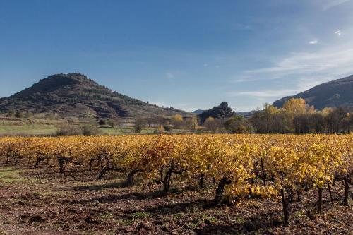 a vineyard in a field with mountains in the background at Gîte du salagou in Octon