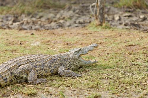 a crocodile laying on the grass in a field at First Group Lake View Cabanas in St Lucia
