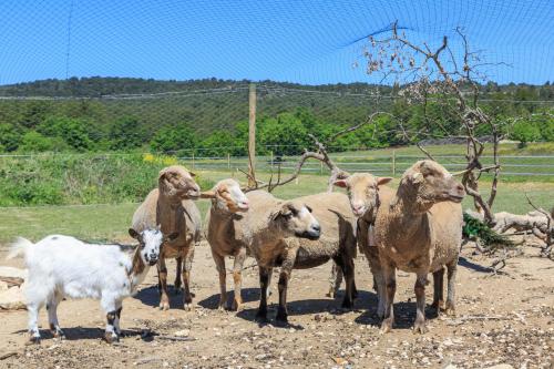 a group of sheep standing next to a goat at Lou mas li Pitchoun "Le Luberon " in Gordes