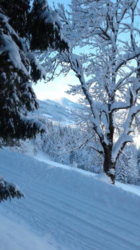 a snow covered tree in a field of snow at Apartment Lehengut in Eben im Pongau