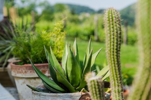 a group of cactus plants in pots in a garden at Agriturismo Terre Bianche in Teolo