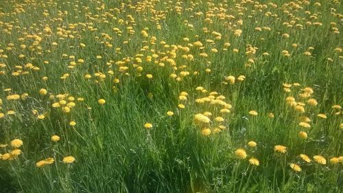 Gambar di galeri bagi Kinkamon Pirtti di Keuruu