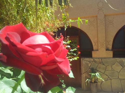 a red rose sitting in front of a building at Maison D' hôtes Ait Hmid in Nkob