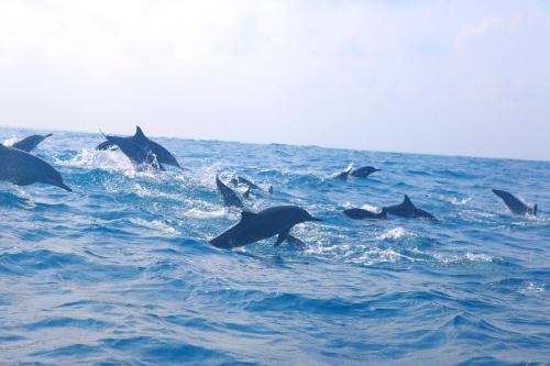 a group of dolphins swimming in the ocean at Wellé Wadiya Beach Villa in Kalpitiya