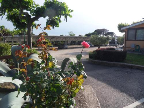 a pink flower on a plant in a parking lot at Hotel Il Casale in Trevignano Romano