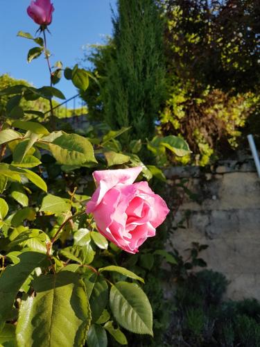 a pink rose is growing in a garden at Le Clos Des Etoiles in Le Bugue