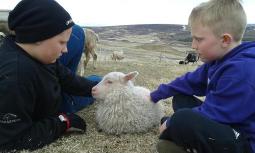 two young boys petting a sheep in a field at Fornhagi 2 in Akureyri