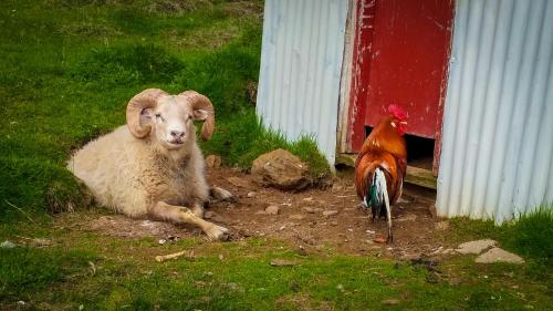 a sheep and a chicken sitting next to a building at Grásteinn Guesthouse in Þórshöfn