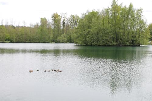 a group of ducks swimming in a lake at Camping du Château Vert in Hondainville