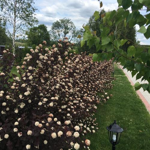 a hedge full of flowers in a garden at Vila Viesai in Trakai