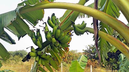 a bunch of green bananas hanging from a banana tree at Le Papayer Écolodge in Boukot Ouolof