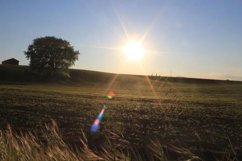 a field with the sun shining in a field at Fattoria Lucciano in Borghetto