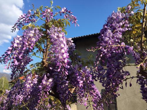 a bunch of purple flowers hanging from a tree at B&B Villa Dei Pini in Cannobio