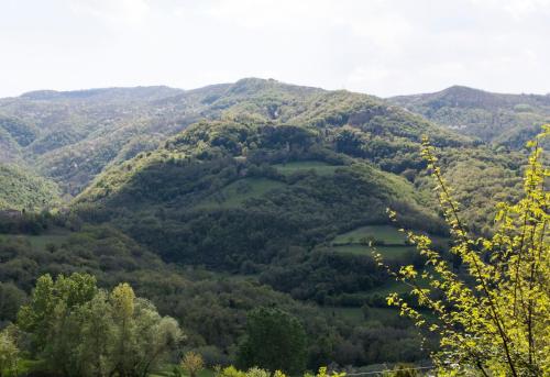 a view of a green mountain with trees at Il Mugello B&B in Vicchio