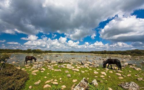 two horses grazing on the grass near a river at Hotel Sa Lolla in Barùmini