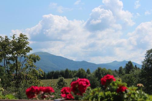 a field of flowers with mountains in the background at Dom Malowany in Wetlina