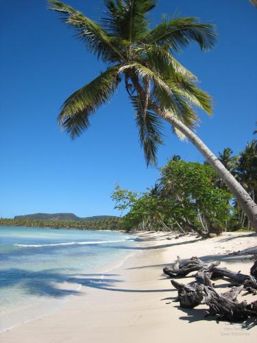 a palm tree on a beach with the ocean at La Cueva Eco-Lodge in Las Galeras