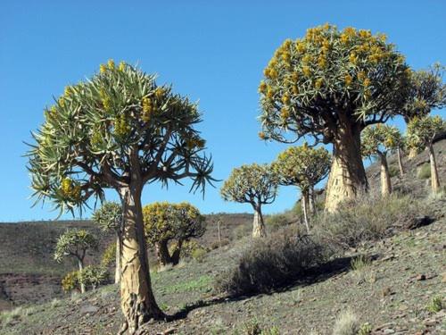 a group of trees on the side of a hill at Aant Dorpseind in Vanrhynsdorp