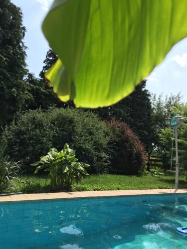 a close up of a swimming pool at Aranypatkó Vendégház Lovasudvar in Berzence