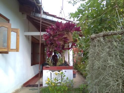Gem Villa tesisinin dışında bir bahçe