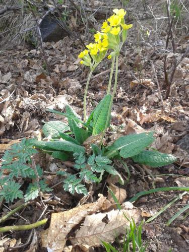 a plant with yellow flowers on the ground at Nives in Nimfaíon