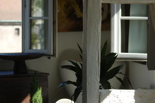 a plant sitting in a room with two windows at Quai 17 Maison d'hôtes in Strasbourg