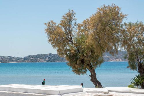 a tree on the beach next to the water at Thomais Studios in Naxos Chora