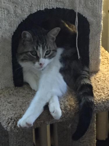 a cat is laying in a cat tree at Bernard Gray Hall Bed and Breakfast in Niagara-on-the-Lake