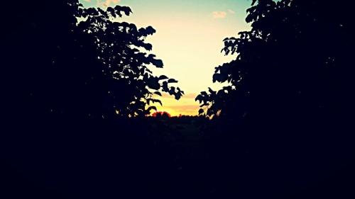 a sunset is seen through the silhouettes of trees at B&B La Casa di Klida in Minerbio