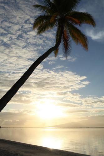 a palm tree on the beach at sunset at Sofitel Kia Ora Moorea Beach Resort in Maharepa