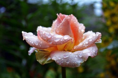 a pink rose with rain drops on it at Hovanka in Yaremche