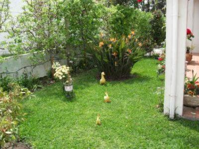 two birds walking in the grass in a yard at Vivenda Atlantico in Vila Praia de Âncora