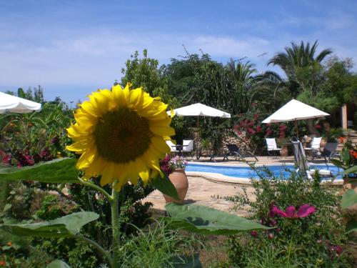 a large yellow sunflower in front of a pool at Agroturismo Na Set Centes - Adults Only in Artá
