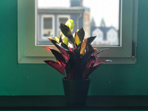 a plant in a vase in front of a window at SmartHotel Mystique Self check-in in Bad Homburg vor der Höhe
