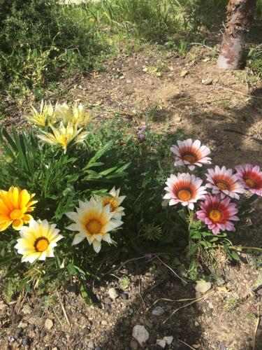 a bunch of colorful flowers in the grass at Koilani Village House in Koilani
