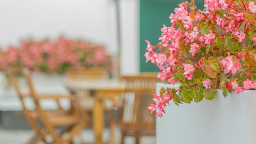 Κήπος έξω από το Comercial Boutique Guest House