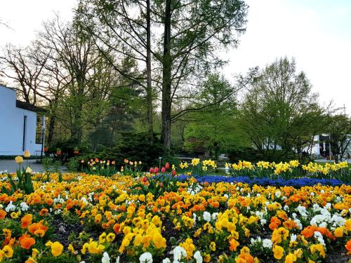 a field of colorful flowers in a park at Kurhotel Anders in Bad Füssing