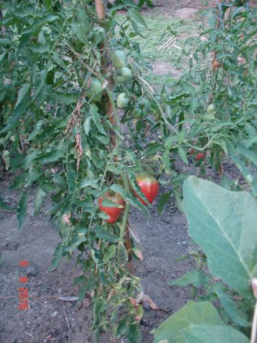 a group of tomatoes growing on a plant at Villa Magia in Ýpsos